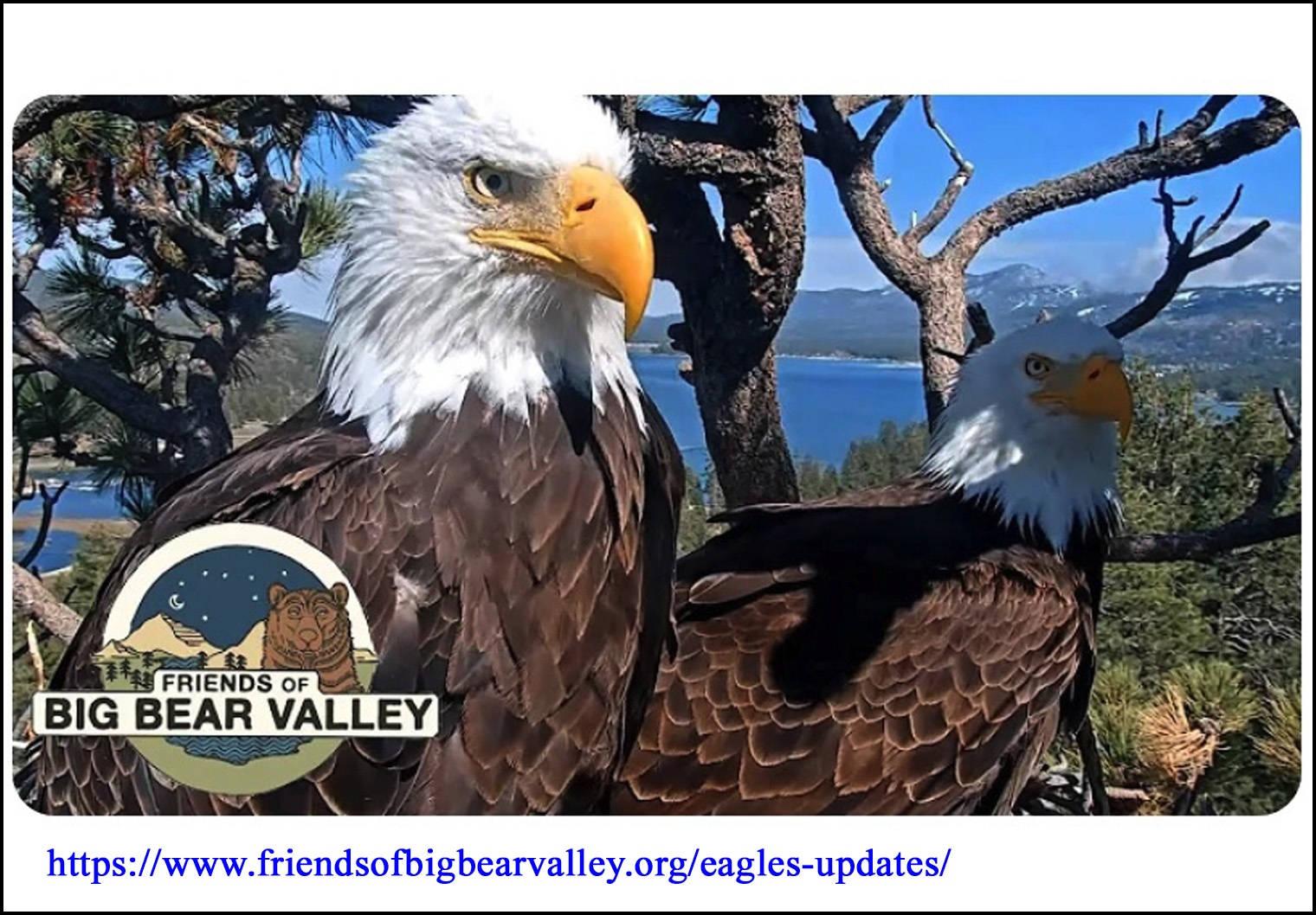 Jackie and Shadow, two bald eagles at Big Bear Lake, California