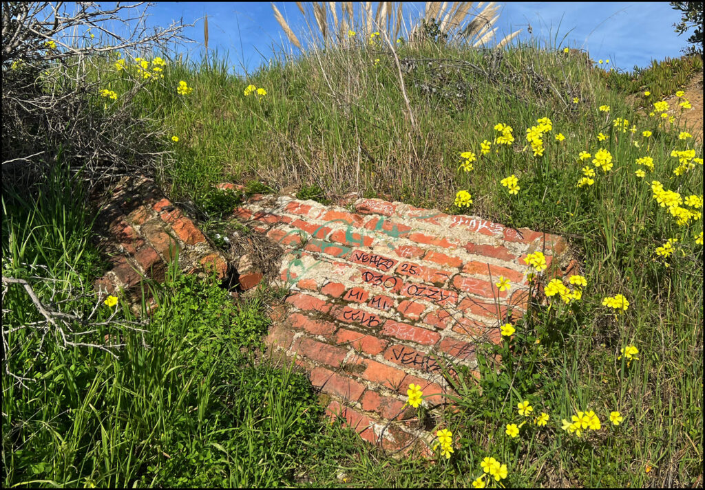 Urban Wild at the Albany Bulb