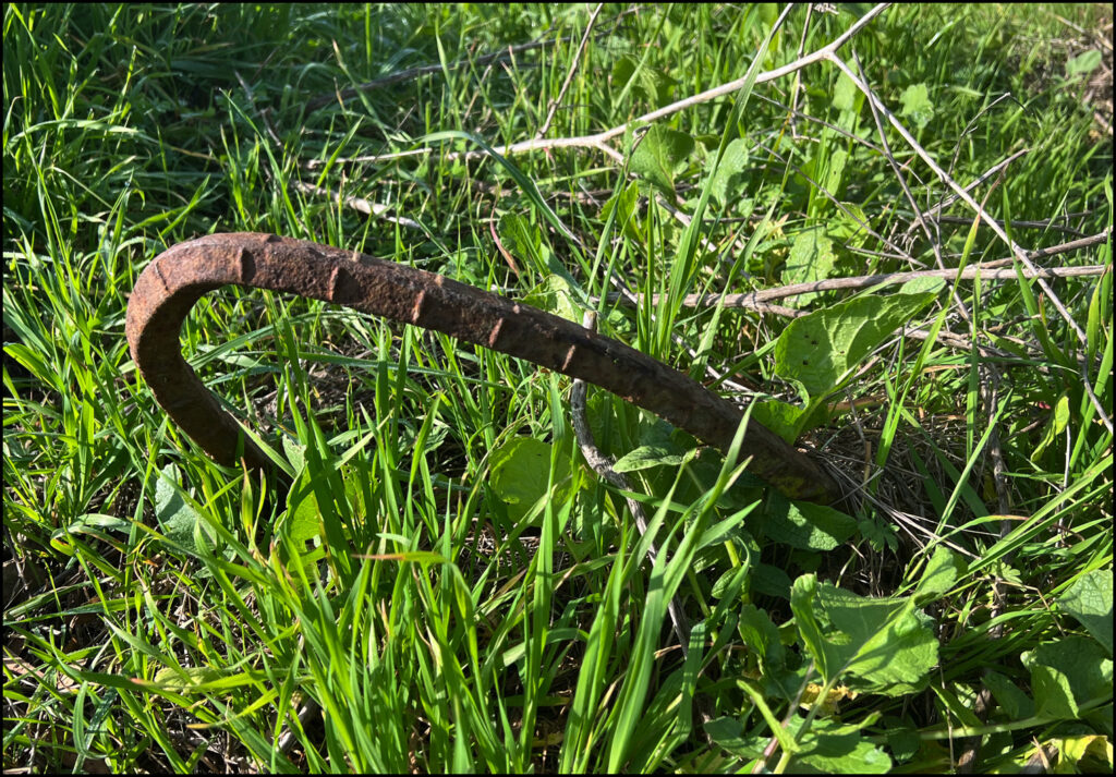Urban Wild at the Albany Bulb