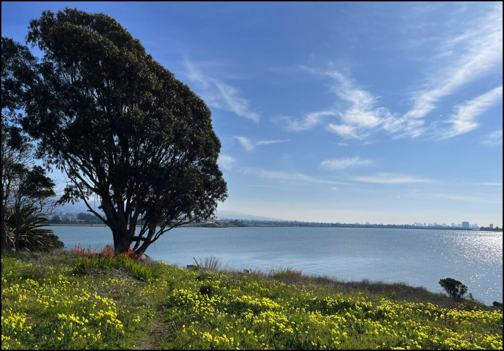 Urban Wild at the Albany Bulb