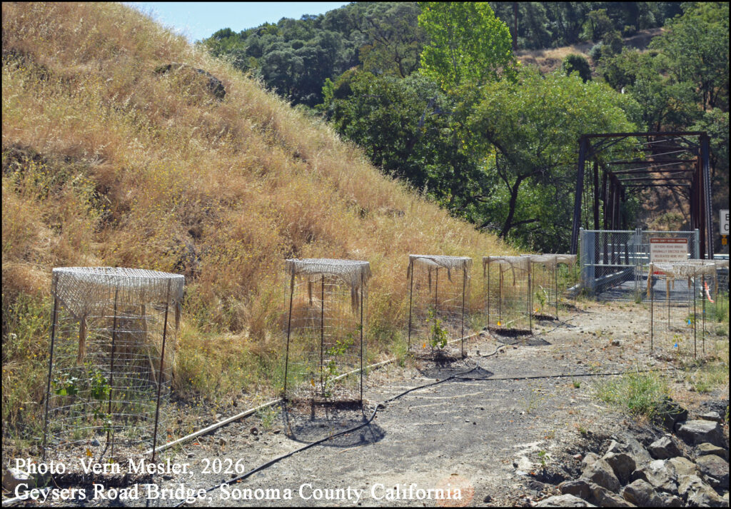 Photo Vern Mesler 2026 Row of new plantings, small trees wire-caged with a plastic piping system for watering. Geysers Road Bridge Sonoma County California